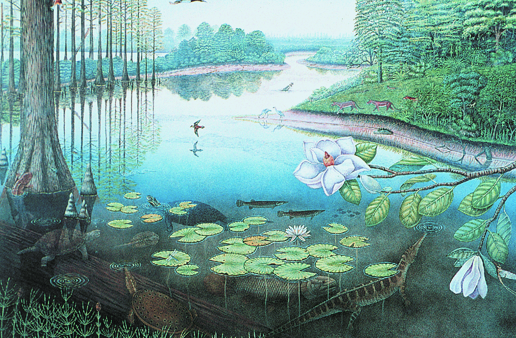 Sentinal Butte Habitat